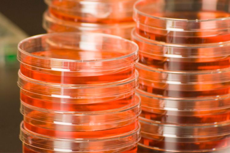 petri dish sistemas logisticos de america